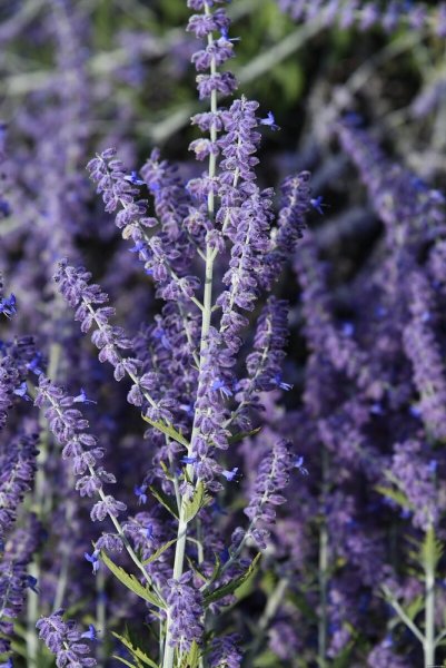 PEROVSKIA ATRIPLICIFOLIA -  PEROVSKIE LACEY BLUE