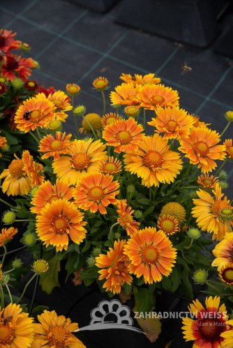 KOKARDA – GAILLARDIA  ARISTATA SPINTOP MANGO