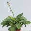 HOSTA HYBRIDE BIG DADDY
