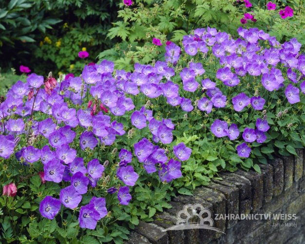 CAMPANULA CARPATICA "PRISTAR BLUE" - ZVONEK KARPATSKÝ