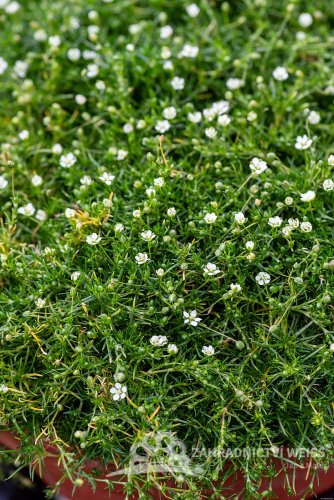 SAGINA SUBULATA - ÚRAZNÍK - "MOOS GREEN"