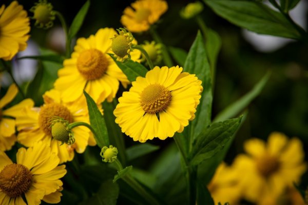 HELENIUM AUTUMNALE - HELENA GOLD