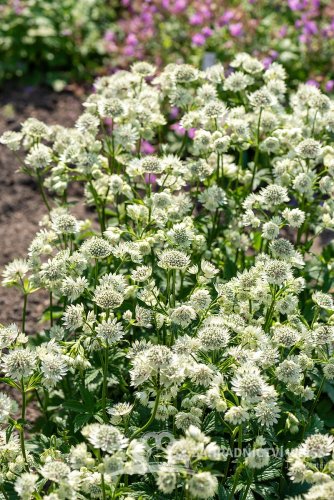 JARMANKA VĚTŠÍ - ASTRANTIA ASTRA WHITE