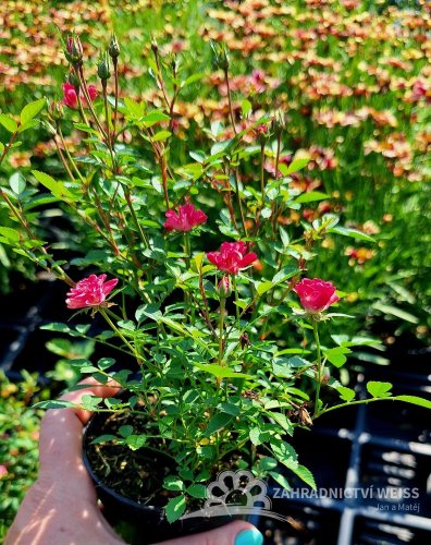 RŮŽIČKA – ROSA LILLY ROSE