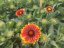 KOKARDA – GAILLARDIA AR. SPINTOP MARIACHI COPPER SUN