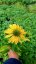 ECHINACEA PURPUREA  MELLOW YELLOWS