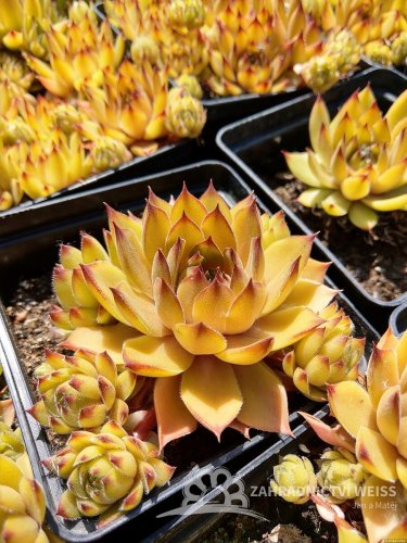 NETŘESK - SEMPERVIVUM HYBRIDA LEO