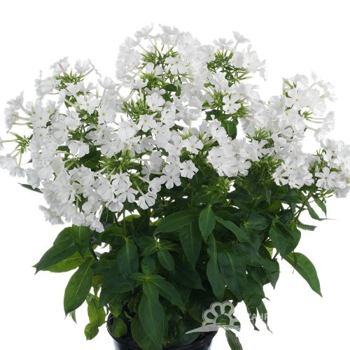 PHLOX PANICULATA EARLY WHITE ®