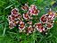 KRÁSNOOČKO - COREOPSIS – „RUBY FROST“