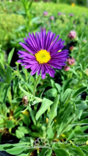 ASTRA - ASTER ALPINUS  - VIOLET