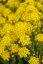 TAŘICE HORSKÁ - ALYSSUM MONTANUM GOLDEN SPRING
