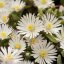 DELOSPERMA HYBRIDA GRAAF REINET