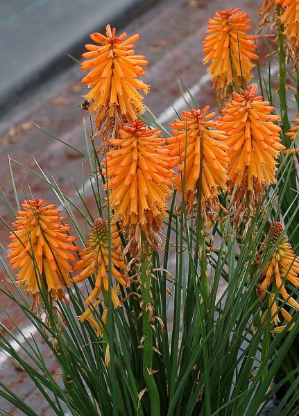 KLEOPATŘINA JEHLA - KNIPHOFIA "POCO ORANGE"