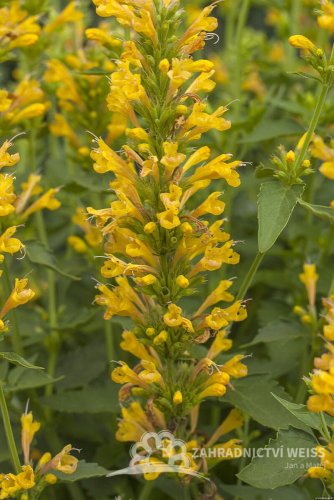 AGASTACHE KUDOS YELLOW
