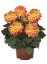 JIŘÍNA – DAHLIA CANDY CORN