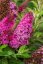 MOTÝLÍ KEŘ – BUDDLEJA DAVIDII BUTTERFLY CANDY LITTLE CERISE