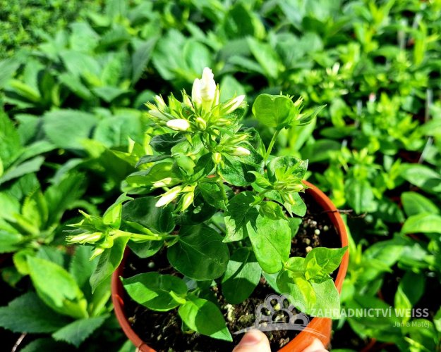 PHLOX PANICULATA FLAME PRO WHITE ®