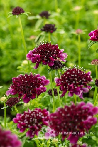 HLAVÁČ  FIALOVÝ - SCABIOSA COLUMBARIA BARROCCA