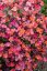 TRÝZEL - ERYSIMUM HYBRIDUM CONSTANT CHEER