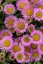 TURAN - ERIGERON GLAUCUS SEA BREEZE