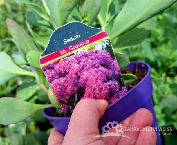 SEDUM TELEPHIUM MR GOODBUD