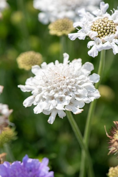 HLAVÁČ - SCABIOSA FLUTTER PURE WHITE