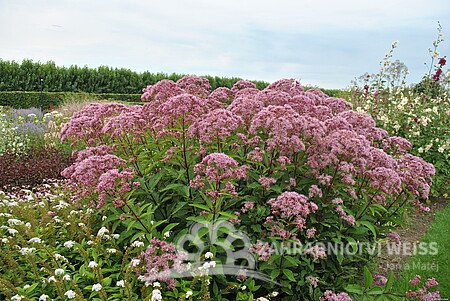 SADEC - EUPATORIUM MACULATUM BABY JOE