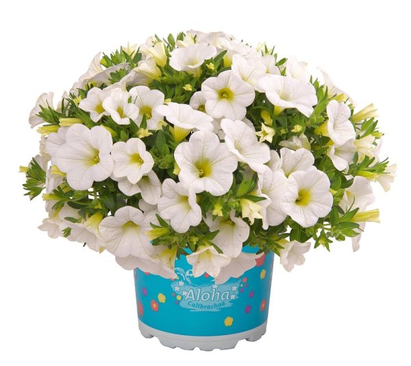 MILLION BELLS BÍLÝ „AL.KONA WHITE“