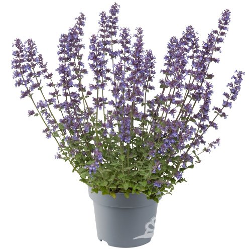 ŠANTA KOČIČÍ - NEPETA FAASSENII WALKER´S LOW