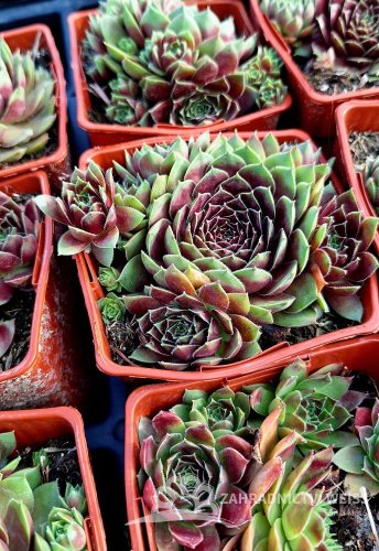 NETŘESK - SEMPERVIVUM HYBR. LACERTA