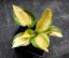 HOSTA "GREAT EXPECTATIONS"