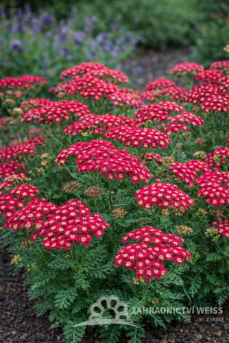 ACHILLEA MILLEFOLIUM MILLY ROCK CHERRY