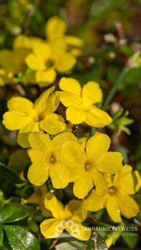 JASMÍN NAHOKVĚTÝ - JASMINUM NUDIFLORUM