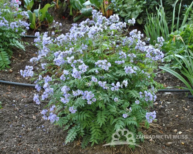 JIRNICE - POLEMONIUM HEAVEN SCENT