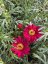 KOPRETINA KEŘOVÁ – ARGYRANTHEMUM FRUTESCENS ‘DAY ZEE RED’