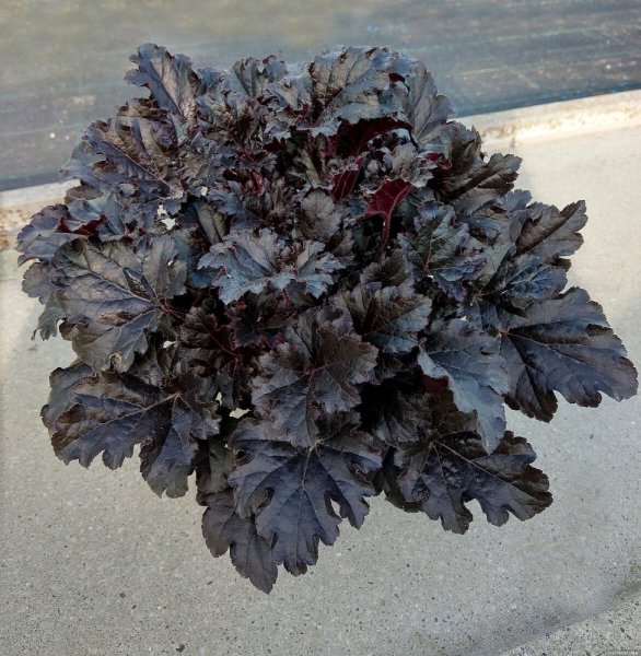HEUCHERA TIMELESS NIGHT