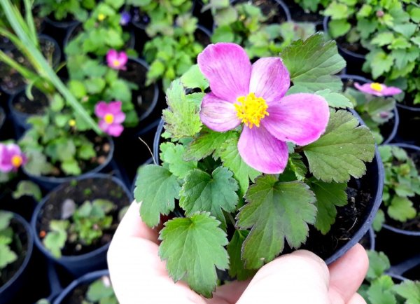 ANEMONE x HYBRIDA LITTLE SUMMER BREEZE