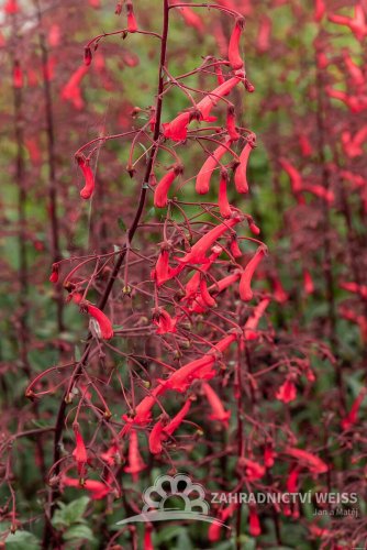 PHYGELIUS AEQUALIS CHERRY RIPE