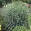 PROSO PRUTNATÉ –  PANICUM VIRGATUM BLUE FOUNTAIN