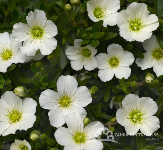 PÍSEČNICE HORSKÁ – ARENARIA MONTANA ‘SUMMER WHITE’