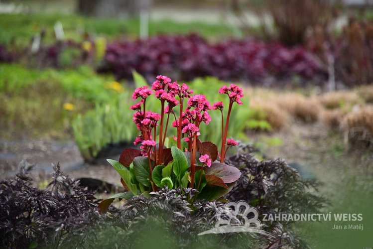 BERGENIE VINTAGE ROSE