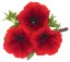 PETÚNIE - PETUNIA SWEETUNIA RED