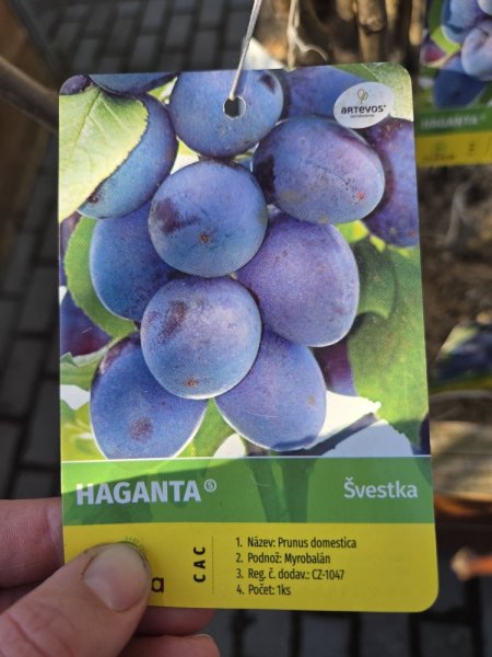 ŠVESTKA - HAGANTA