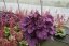 HEUCHERA WILD ROSE