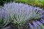 PEROVSKIE LITTLE SPIRE ®