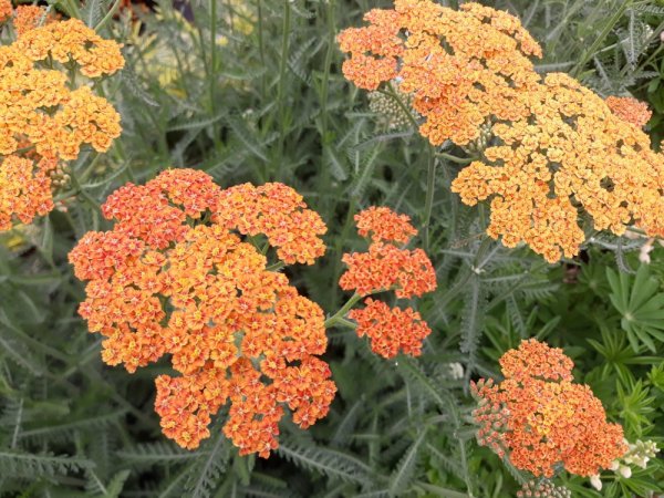 ACHILLEA MILLEFOLIUM „TERRACOTTA“