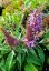 MOTÝLÍ KEŘ - BUDDLEJA DAVIDII BUTTERFLY CANDY LITTLE LILA