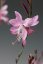 GAURA LINDHEIMERI – GEYSER PINK