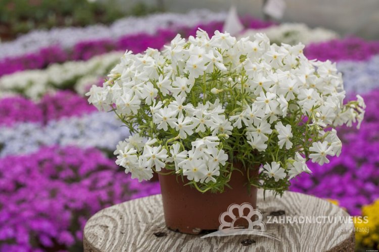 PHLOX SUBULATA SPRING WHITE