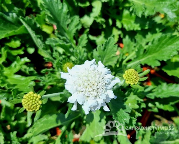 HLAVÁČ - SCABIOSA FLUTTER PURE WHITE